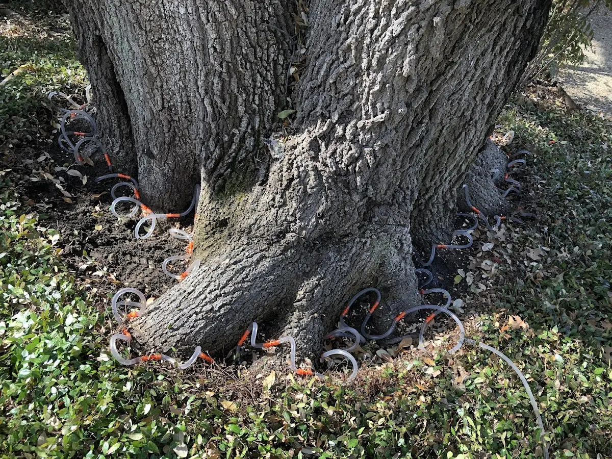 Detailed Tree Cabling and Bracing job site in Haleiwa