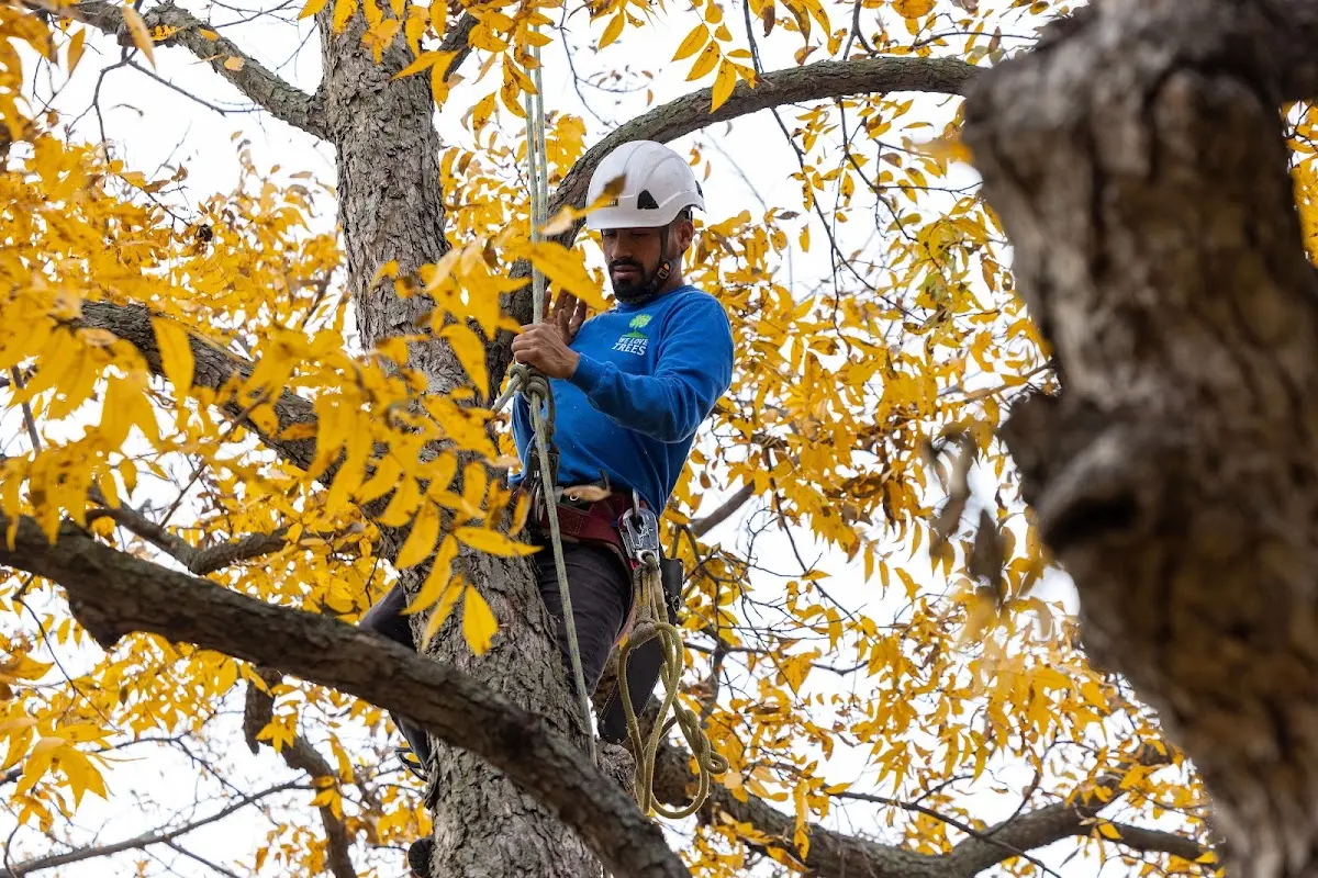 Skilled Tree Pruning crew working in Haleiwa